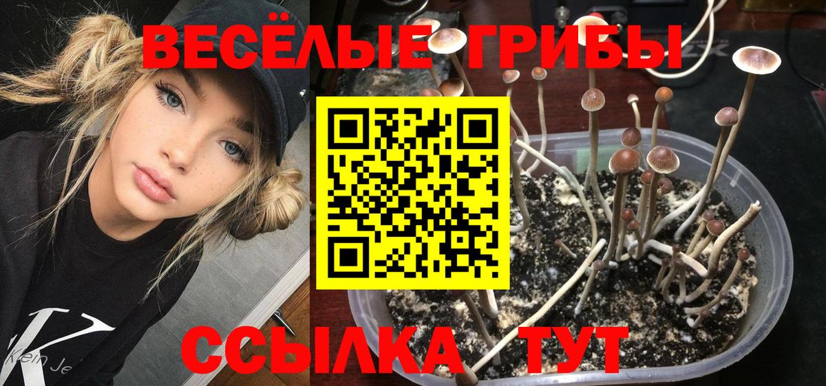 Галлюциногенные грибы Psilocybe  Вход с VPN  Знаменск 